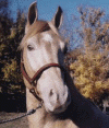 Flash_head.gif (146830 bytes)