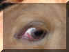 SX eye.jpg (35103 bytes)