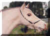 Toi head shot.jpg (30856 bytes)