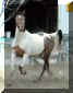 champ trot.jpg (32288 bytes)