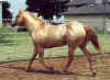 cody617c.jpg (40009 bytes)