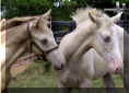 scooter and prince.jpg (49936 bytes)